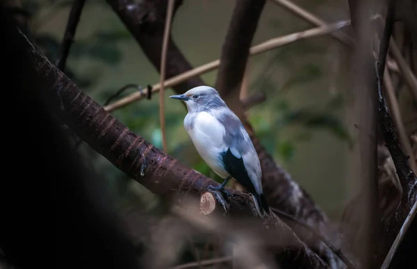 White Shouldered Starling Bird Sitting Branch Blurred Background — ストック写真