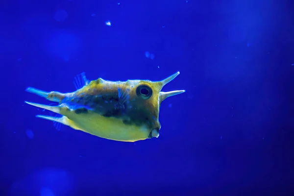 Μακρύ Κέρατο Ψάρι Αγελάδας Ονομάζεται Επίσης Κερασφόρο Boxfish Οικογένεια Στρουθοκάμηλοι — Φωτογραφία Αρχείου