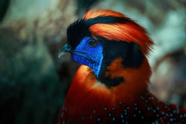 Nahaufnahme Von Temminck Tragopan Ist Eine Vogelgattung Der Fasanenfamilie Phasianidae — Stockfoto