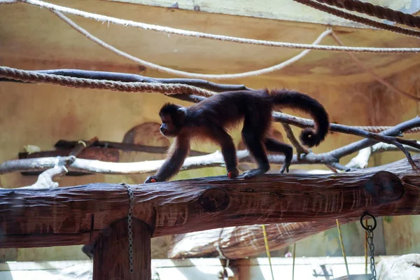 Capuchin Monkey Taking Walk Branch Tree Belongs Subfamily Cebinae — Stock Fotó