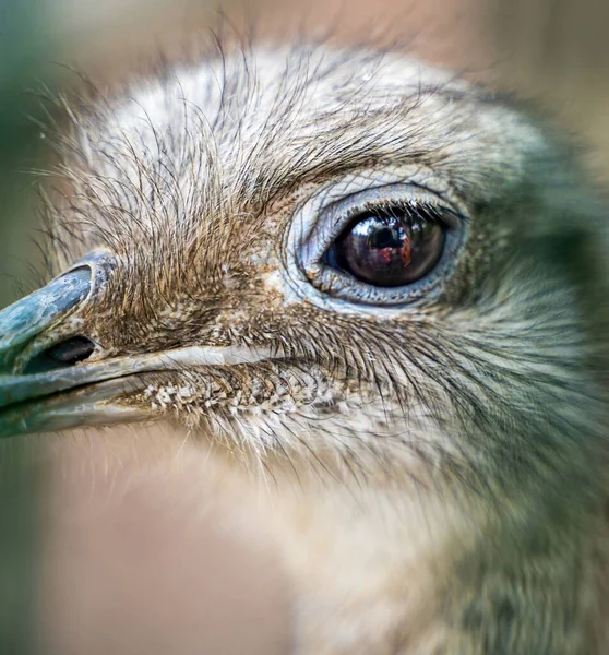 Close Zoom Shot Ostrich Eye Reflection Photographer Camera Wild Life — Foto de Stock