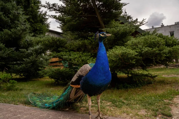 Wide Angle Photo Indian Peafowl Pavo Cristatus Walking Park Peacock — Stock Photo, Image