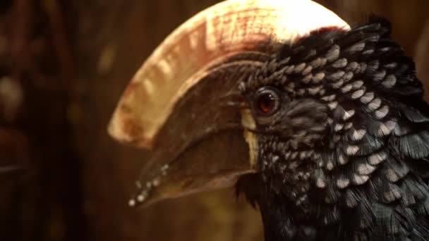 Close Shot Silvery Cheeked Hornbill Bird Scientific Name Bycanistes Brevis — Video Stock