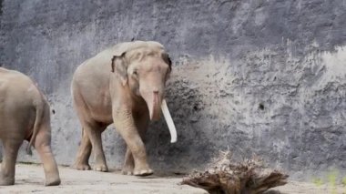 Asiatic indian elephant with long tusks walking with a little calf, Elephas maximus indicus