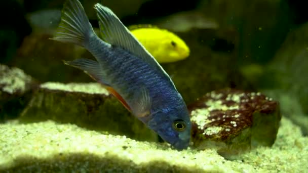 Electric Blue Hap Aulonocara Nyassae Fish Grazing Stones Aka Emperor — Vídeo de stock