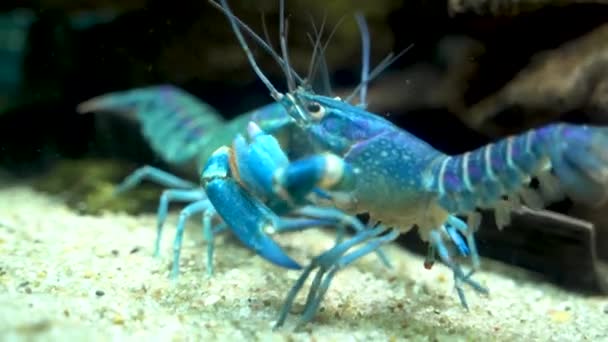 Two Colorful Cherax Quadricarinatus Australian Freshwater Blue Crayfish Aka Mini — Stok video
