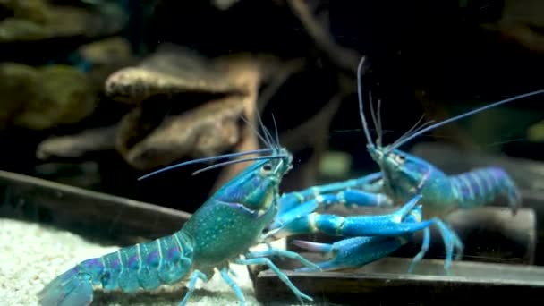 Two Colorful Cherax Quadricarinatus Australian Freshwater Blue Crayfish Aka Mini — Vídeo de Stock