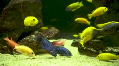 Bunch of fish such as Electric blue hap and Aulonocara nyassae aka the emperor cichlid, is a species of haplochromine Cichlid and electric yellow cichlid in its natural habitat under water