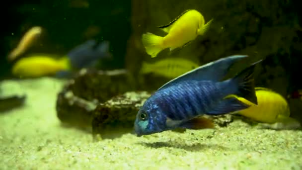 Electric Blue Hap Aulonocara Nyassae Fish Grazing Stones Aka Emperor — Vídeo de Stock