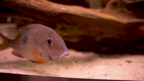 Geophagus Genus Cichlids Fish Aka Eartheaters Picking Grazing Mouthfuls Sediment — Αρχείο Βίντεο