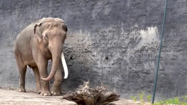 Asiatic Indian Elephant Long Tusks Walking Little Calf Elephas Maximus — Wideo stockowe