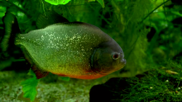 Close Shiny Serrasalmidae Aka Serrasalmids Family Characiform Fishes Common Names — Stockvideo