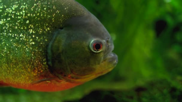 Close Macro Shot Shiny Serrasalmidae Aka Serrasalmids Family Characiform Fishes — Stok video