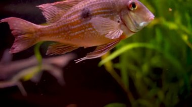 Stripetail aka darter Etheostoma kennicotti and sorubim aka long-whiskered catfish swimming underwater
