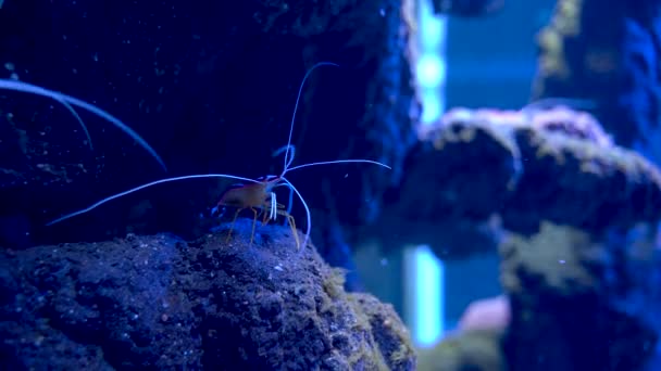 Banded Coral Shrimp Underwater Species Hiding Rock Aka Stenopus Hispidus — Vídeo de Stock