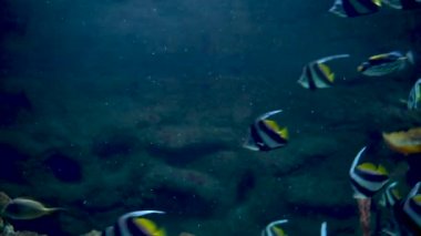 Suyun altında yüzen okul sancakbalığı, diğer adıyla sahte moorish idol, Chaetodontidae familyasından bir kelebek balığı türü. Hindistan-Pasifik bölgesine özgüdür.
