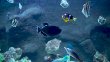 Threadfin kelebek balığı, mavi tetik balığı, Allard 'ın palyaço balığı ve benekli tilki surat gibi su altında yüzen balıklar.