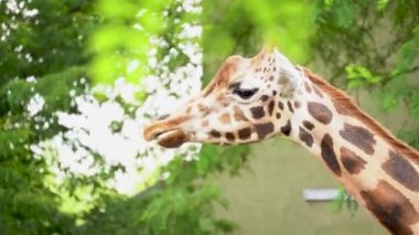 Close up of a giraffe face while chewing food with blurred leaves in the foreground, wildlife footage in natural habitat