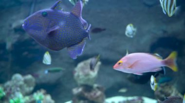 Bunch of fish swimming underwater such as Threadfin butterflyfish and blue trigger fish