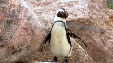 Afrika pengueni diğer adıyla Spheniscus demersus, aynı zamanda Pelerin pengueni olarak da bilinir. Polonya, Avrupa 'daki Lodz şehrinde bulunan doğu hayvanat bahçesindeki göletin yanında durur.