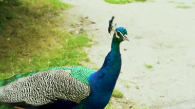 Yakın plan, mavi yüzgeçli bir tavus kuşu veya şehir parkında görüldüğü şekliyle Peafowl..
