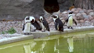 Bir grup Afrika pengueni namı diğer Spheniscus demersus, ayrıca Pelerin pengueni olarak da bilinir. Polonya 'nın Lodz şehrinde, Avrupa' da bulunan doğu hayvanat bahçesinde göletin yanında durur.