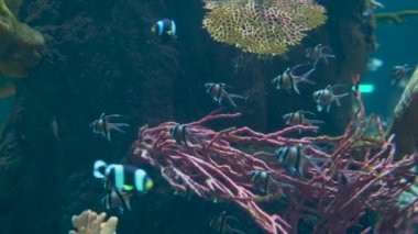 Bunch of The Banggai cardinalfish, scientific name Pterapogon kauderni is a small tropical cardinalfish in the family Apogonidae