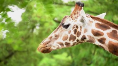 Face portrait of a Giraffe surrounded with green leaves, wildlife footage