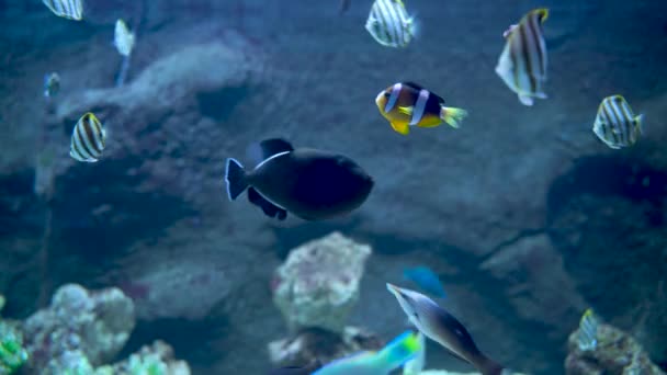 Bunch Fish Swimming Underwater Threadfin Butterflyfish Blue Trigger Fish Allard — 비디오