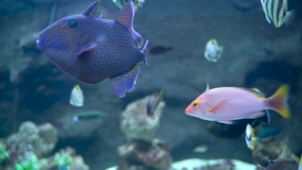 Bunch Fish Swimming Underwater Threadfin Butterflyfish Blue Trigger Fish — Αρχείο Βίντεο