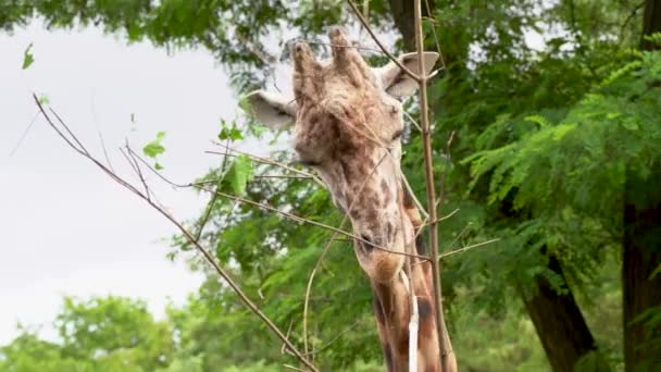 Žirafa Jíst Žvýkat Keře Blízkého Záběru Stromu — Stock video