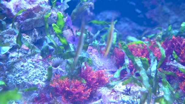 Doryrhamphus Pipefishes Undersea Camouflage Green Grass Corals Aka Flagtail Pipefishes — Vídeo de stock