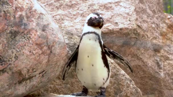 African Penguin Aka Spheniscus Demersus Also Called Cape Penguin Standing — 비디오