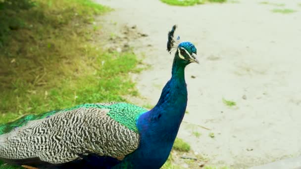 Close Blue Finned Peacock Peafowl Viewed City Park — Video Stock