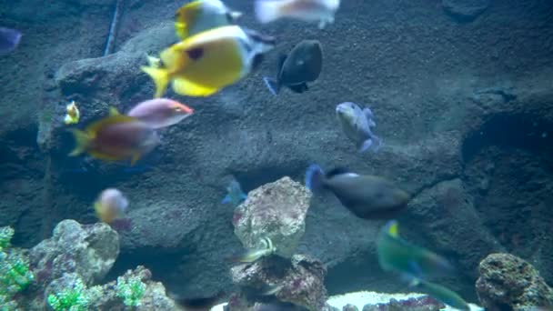 Bunch Fish Swimming Underwater Threadfin Butterflyfish Blue Trigger Fish Allard — Vídeo de stock