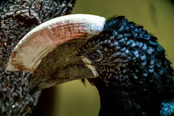 Close Silvery Cheeked Hornbill Bycanistes Brevis Wild Life Animal — Stockfoto