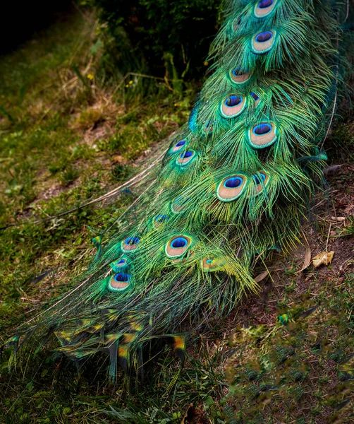 Green Peafowl feather against green grass, wallpaper or background