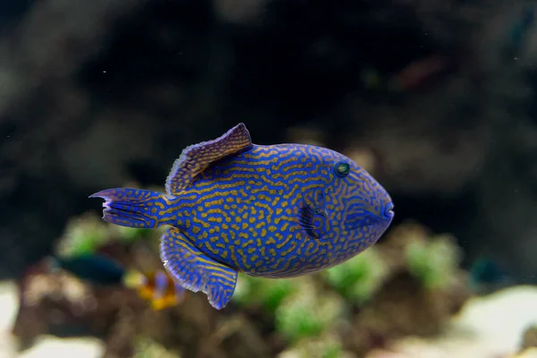 Close Blue Triggerfish Aka Odonus Nigergallery Synonym Consists Balistes Erythrodon — Fotografia de Stock