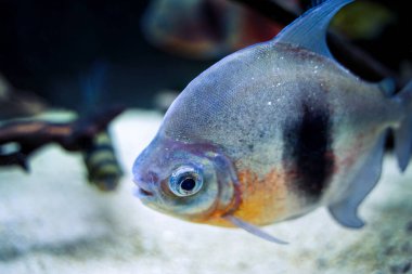 Myleus fish a genus of serrasalmids from South America swimming under water