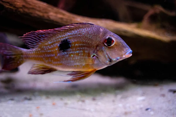 Stripe Tail Aka Geophagus Winemilleri Cichlid Vibrant Fish Amazon River — 스톡 사진