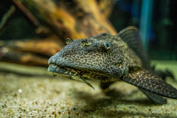 Pterygoplichthys Gibbiceps Species Armored Catfish Average Sailfin Pleco Size Inches — 스톡 사진