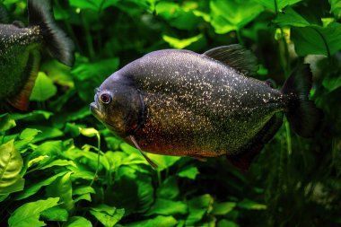 Red bellied piranha swimming underwater against green corals