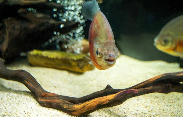 Front Profile Myleus Fish Genus Serrasalmids Appears Smiling South America — Fotografia de Stock