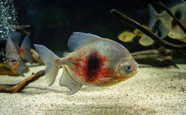Myleus Fish Genus Serrasalmids South America Swimming Water — Φωτογραφία Αρχείου