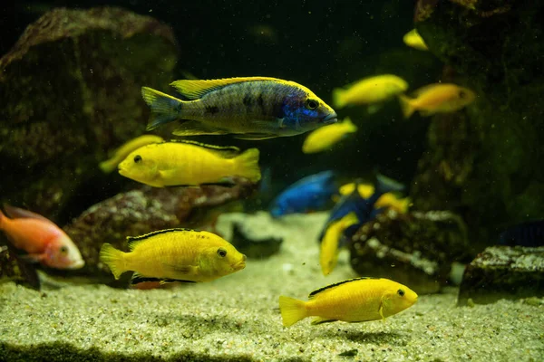 Otopharynx Lithobates Electric Yellow Cichlid Swimming Underwater lizenzfreie Stockbilder