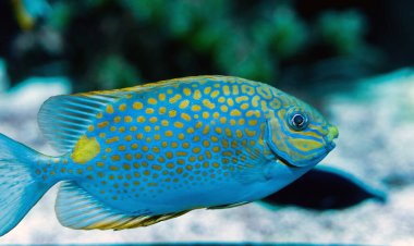 Close up of Orange spotted spinefoot fish image taken underwater