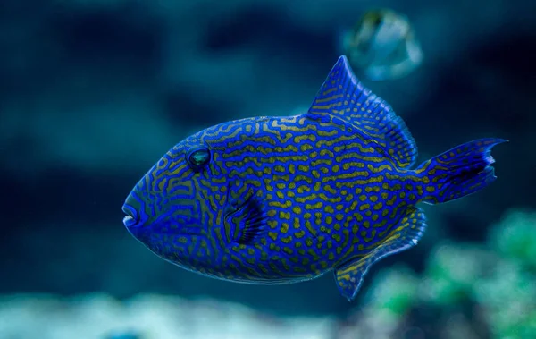 Close Blue Triggerfish Aka Odonus Nigergallery Synonym Consists Balistes Erythrodon — Fotografia de Stock