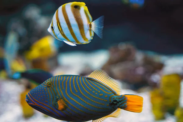 Orange line trigger fish and copperband butterfly fish swimming together underwater in the sea against blurred background, marine aquatic life concept