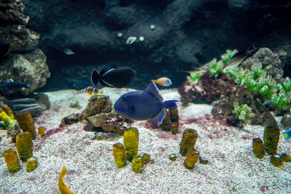 Close Blue Triggerfish Aka Odonus Nigergallery Synonym Consists Balistes Erythrodon — Φωτογραφία Αρχείου