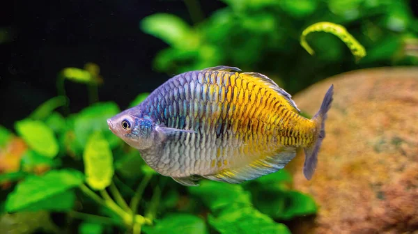 Boeseman Rainbow Fish Aka Melanotaenia Boesemani Swimming Underwater Coral Reefs — Fotografia de Stock